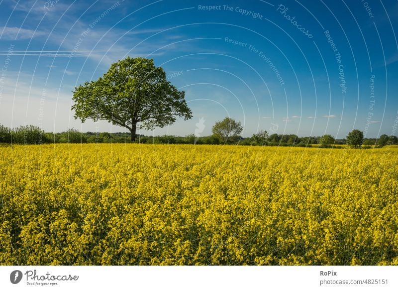 Rapsfeld an einem sonnigen Frühlingstag. Landwirtschaft Acker Blume Pflanze Ackerbau Landschaft Kulturlandschaft Natur Kornfeld flower Feld Getreide Blüten