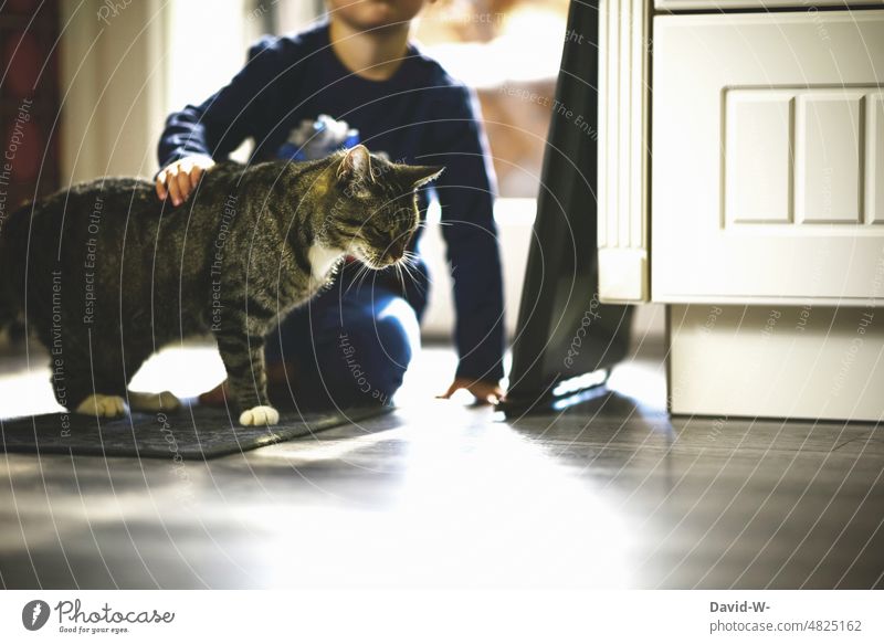 Kind streichelt eine Katze streicheln Haustier Kindererziehung Tierliebe Freundschaft Vertrauen niedlich Junge Sonnenlicht zu Hause liebevoll