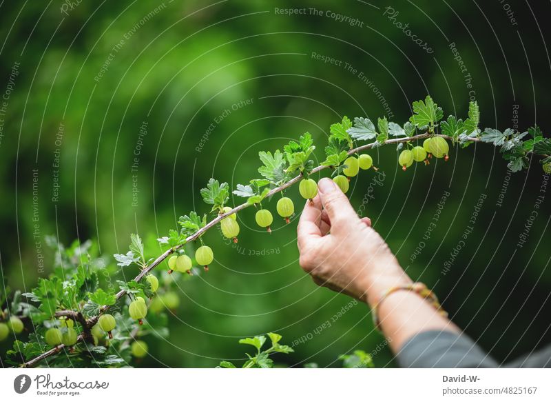 Obst / Stachelbeeren pflücken selbstversorger Garten Vitamine gesund grün Erntezeit Gesunde Ernährung Frucht