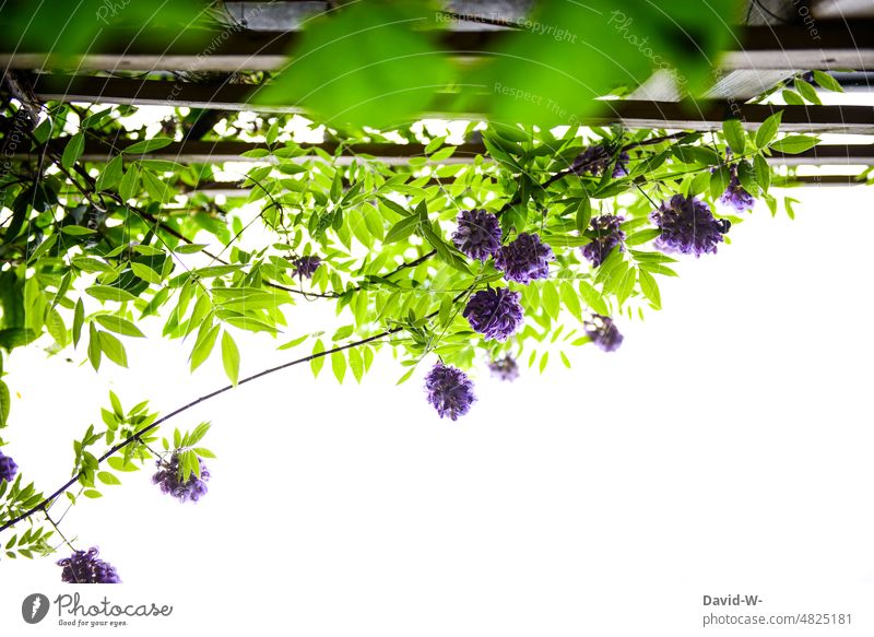 Blauregen an einer Rankhilfe aus der Froschperspektive Pflanze wachsen Wisteria ranken Wachstum giftig Natur grün Umwelt Spalier