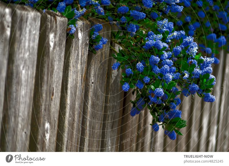 Säckelblume Ceanothus thyrsiflorus, amerikanischer (kalifornischer) Flieder aus der Familie der Kreuzdorngewächse, sehr blaublütig, überwuchert hemmungslos einen alten Holzlatten Zaun