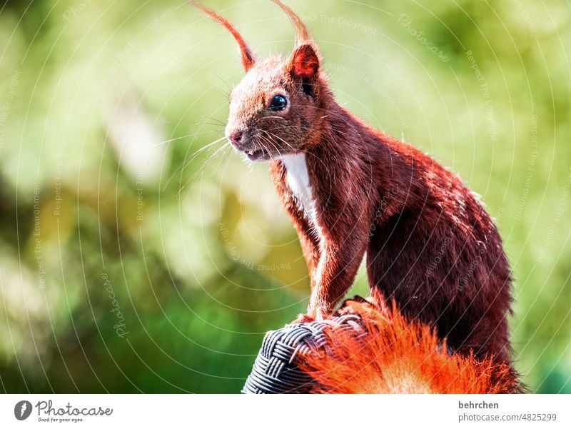 gartenfreund Tierporträt Tiergesicht Farbfoto Tierliebe niedlich Menschenleer Außenaufnahme Neugier beobachten Eichhörnchen Garten Frechdachs lässig frech klein