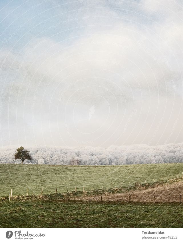 Baum trozt dem Frost Wolken Feld einzeln Wald Zaun Wiese Lawine weiß Himmel kalt Raureif Landschaft