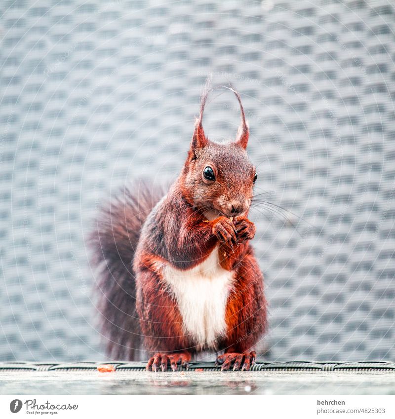 wenn sie nicht guckt, dann hol ich mir die nuss…hihihihiiiii neugierig aufmerksam lässig Frechdachs Nagetiere Natur Fell Wildtier lustig klein frech Garten