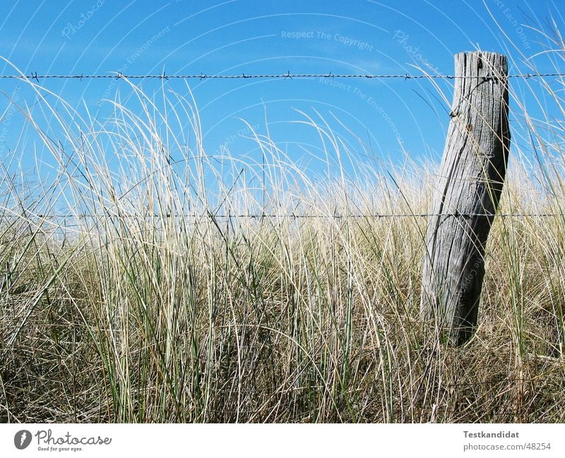 Zaun in den Dünen Zaunpfahl Stacheldraht Holz Strand Nahaufnahme Blauer Himmel blau Schönes Wetter Stranddüne alt Landschaft