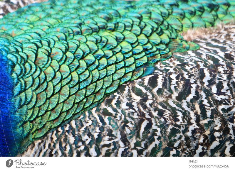 Detailaufnahme Gefieder vom männlichen Pfau Federn Pfauenfeder Federkleid verschieden Nahaufnahme Muster Struktur Vogel Tier Farbfoto Außenaufnahme Menschenleer