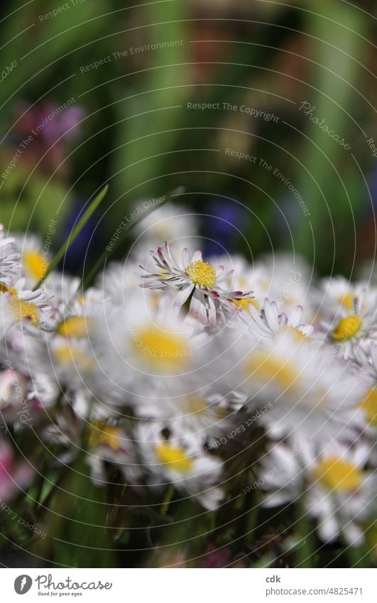 Gänseblümchen | dicht an dicht | weiß-gelb-grün | die Welt ist bunt, die Welt ist schön. Gänseblümchen-Wiese Blumenwiese viele Menge Masse Einheit Anzahl Blüten