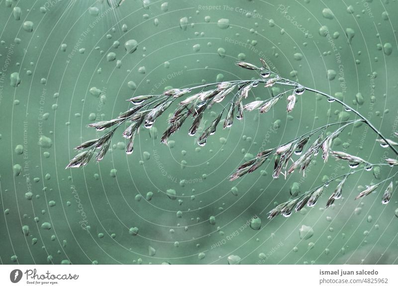 Blume und Regentropfen in der Regenzeit Pflanze Tropfen regnerisch Wasser nass glänzend hell Garten geblümt Natur natürlich Laubwerk abstrakt texturiert Frische