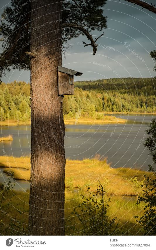 Holiday Check-In Vogelhäuschen Vogelhaus Nistkasten Ferienhaus Frühlingsgefühle Eigenheim Umwelt Holzhaus nisten Nestbau Heimat Fortpflanzung See Baum Schweden