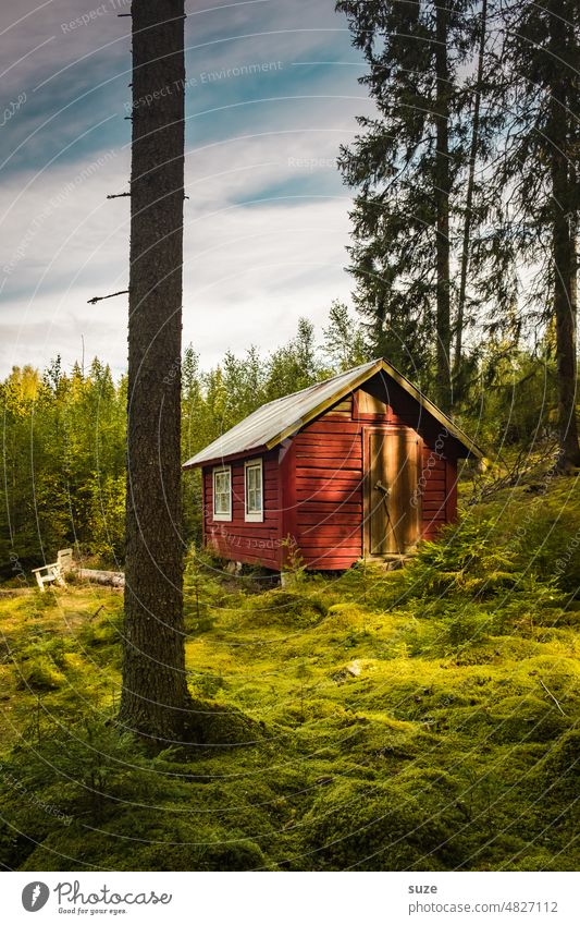 N’ Haus halt Ferien & Urlaub & Reisen Umwelt Natur Baum Wiese authentisch grün rot Stimmung Einsamkeit Idylle Wald Schweden Ferienhaus Kriminalroman