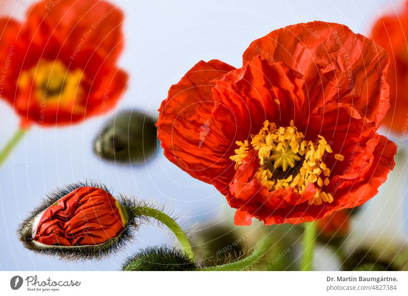 Papaver nudicaule, Isländischer Mohn, Pflanze mit Knospen und Blüten Islandmohn Staude kurzlebig orangerot subarktisch Papaveraceae Mohngewächse Sorte