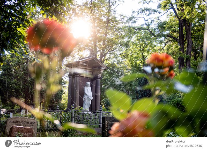 Friedhof im Gegenlicht mit Grab Gefühle Abschied Engel sterben Tod Park Gedenken Leidenschaft Wahrheit Ehrlichkeit authentisch standhaft Statue Stein Farbfoto