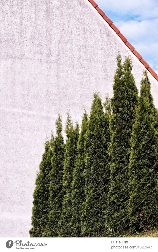 Immergrüne Nadelhölzer vor einer verwitterten Hauswand, oben rechts ein dreieckiges Stück blauer Himmel immergrün Strauch Sträucher Nadelgehölz steil gerade