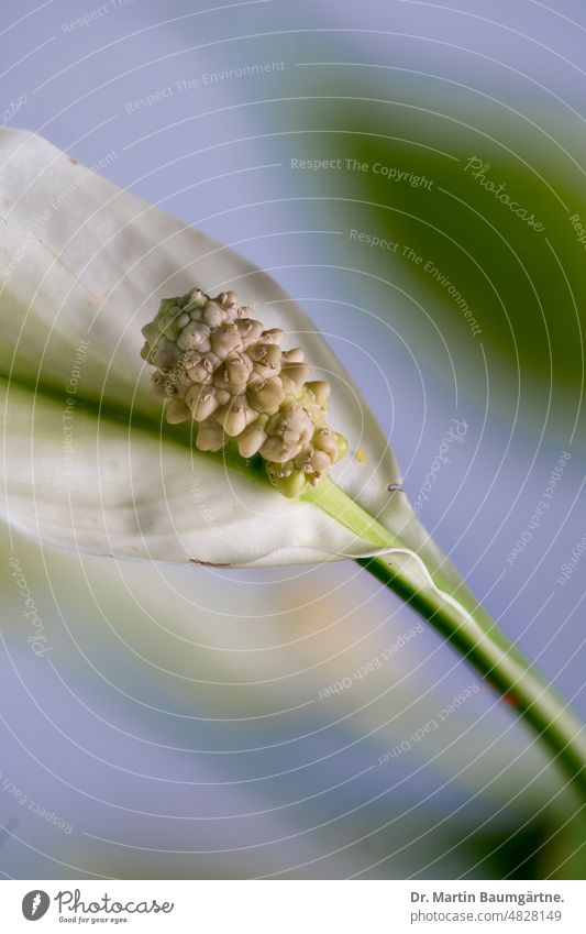 Blütenstand von Spathiphyllum wallisii, Spathiphyllum aus Südamerika Einblatt Spadix Blütenkolben Aronstabgewächse Araceae Pflanze Zimmerpflanze aus Kolumbien