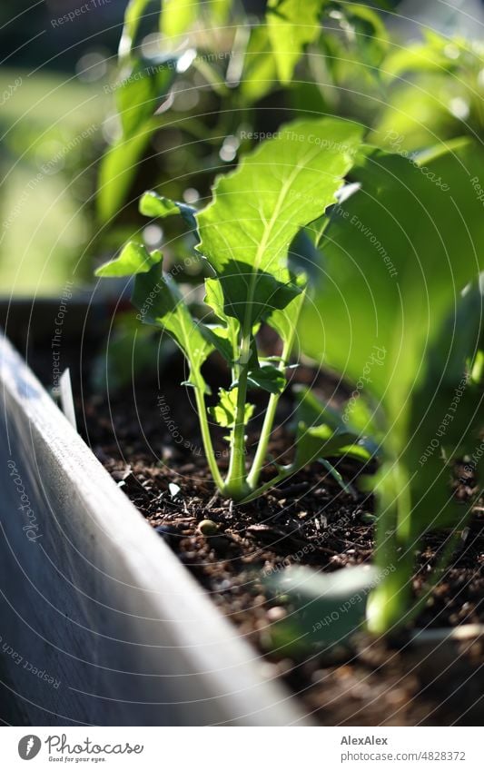 Junge Kohlrabi- Pflanzen in einem Hochbeet aus Holzbrettern Kräuter Küchenkräuter Saatreihe Aussaat Kräuter & Gewürze grün frisch Natur Nahaufnahme