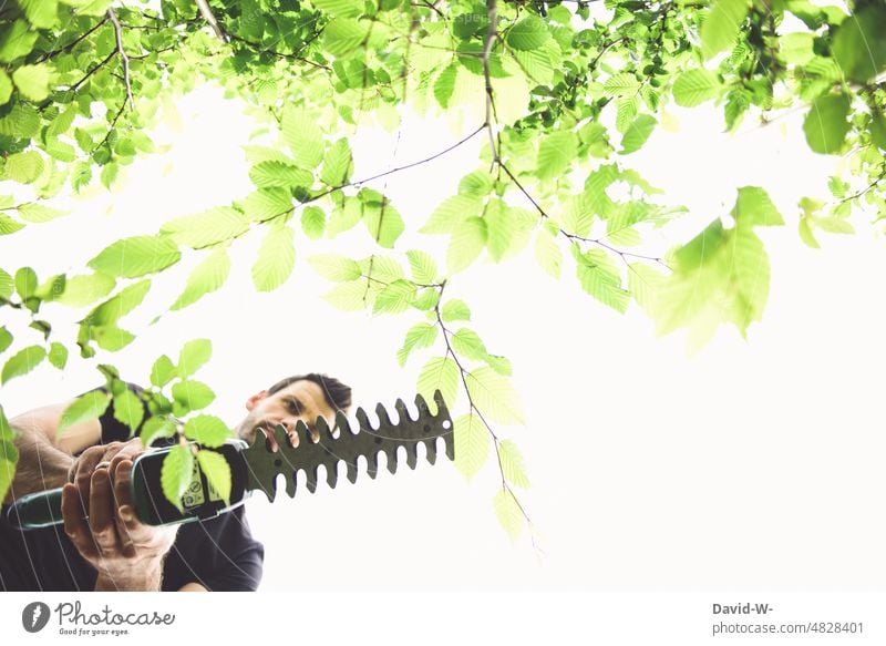 Hecke schneiden - Gartenarbeit Gärtner Heckenschere Mann Pflanzen Sommer Natur Pflege