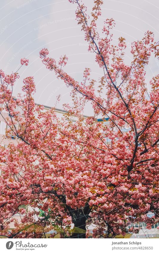 blühender Kirschbaum von unten in Stadt kirschbaumblüte Blüten rosa pink Froschperspektive urban Blühend Frühling Natur Pflanze Blume schön natürlich