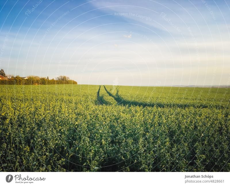 Feldweg zum Horizont Fahrstreifen Weg Pfad Himmel blauer Himmel Feldrand feldweg feldwirtschaft grün Landschaft Natur Außenaufnahme Farbfoto Menschenleer Wiese