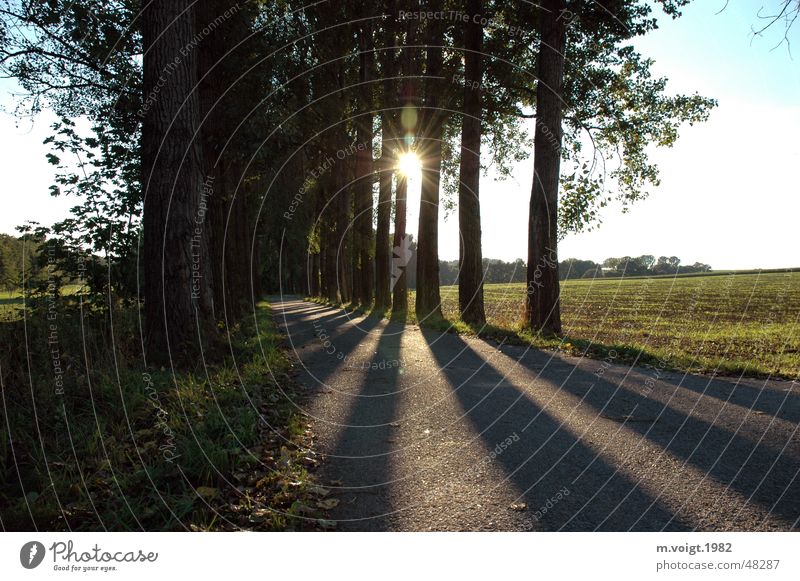 Schattenspiel Farbfoto Außenaufnahme Textfreiraum unten Tag Licht Sonnenlicht Sonnenstrahlen Landschaft Himmel Wolkenloser Himmel Baum Feld Weickersdorf Straße