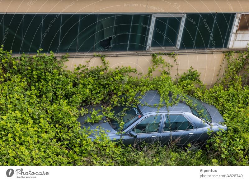 Dornröschens Sportwagen Auto zugewachsen Fahrzeug verwildert verwilderter Garten Farbfoto Menschenleer PKW alt Außenaufnahme Verkehrsmittel defekt kaputt