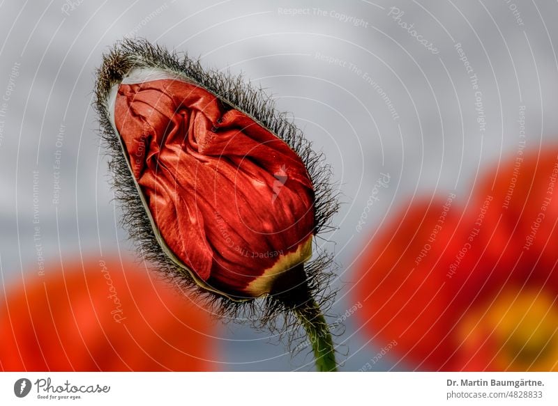 Papaver nudicaule, Isländischer Mohn, sich öffnende Knospe und Blüten Islandmohn Staude kurzlebig orangerot subarktisch Papaveraceae Mohngewächse Sorte