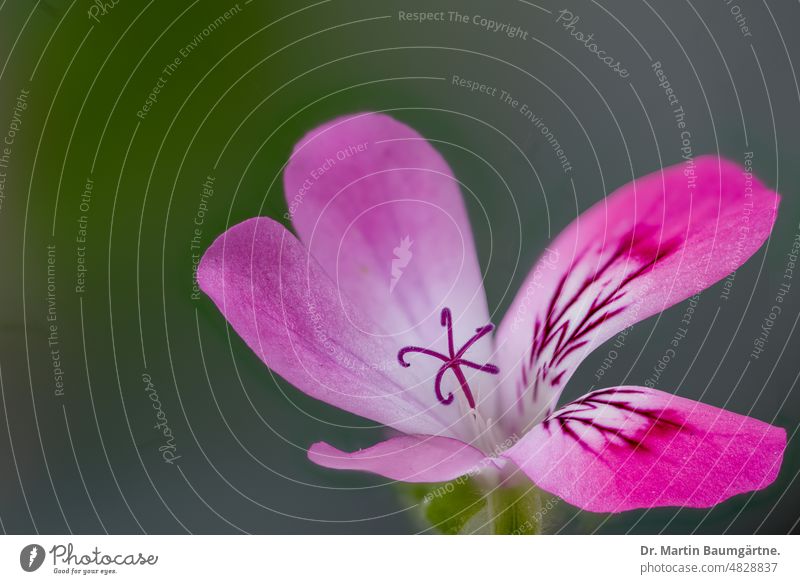 Einzelblüte von Pelargonium crispum, eine Fynbospflanze aus dem Westkap Blüte Stempel Nahaufnahme aus Südafrika magenta violettrosa Geraniaceae