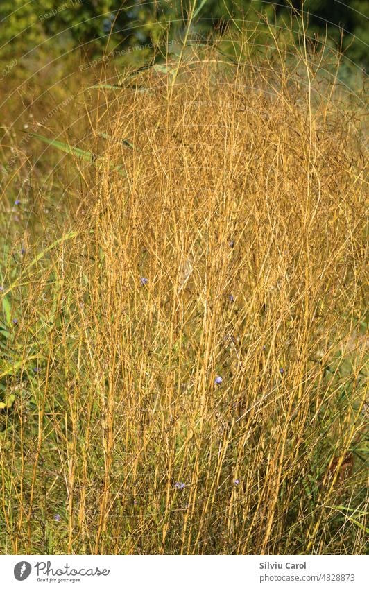 Nahaufnahme einer gelben Kornblume mit selektivem Fokus auf den Vordergrund Park Sommer grün Detailaufnahme wild Blütezeit natürlich Mohn Schönheit Blume Garten