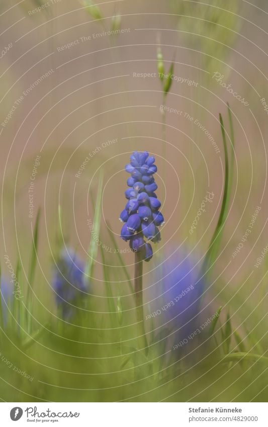 Verträumte Traubenhyazinthe Blumen verschwommen Unschärfe Frühling Blütezeit Tageslicht natürliche Farbe natürliches Licht Natur Gartenpflanzen grün blau