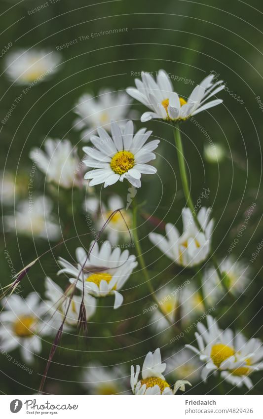 Margeritenwiese margeriten Wiese Wiesenblumen Sommer weiß sommerlich Sommerzeit Wildblumen Wildblumenwiese Natur Pflanze Blume Blumenwiese Umwelt Blühend