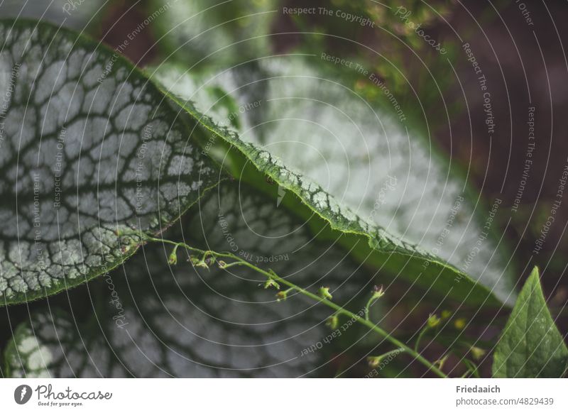 Funkienblätter Pflanze Nahaufnahme Natur grün Blatt Makroaufnahme Detailaufnahme Außenaufnahme Farbfoto Schwache Tiefenschärfe Grünpflanze natürlich Tag