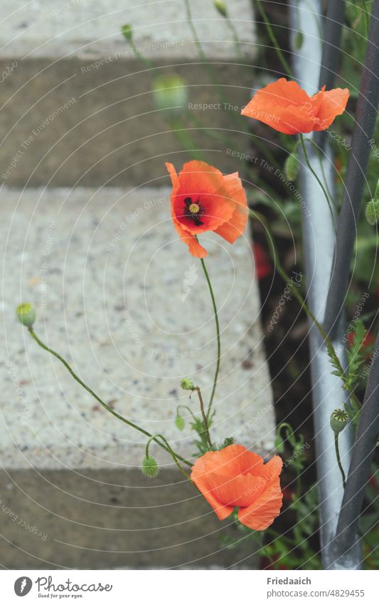 Mohnblumen an einer Steintreppe mit Metallgeländer mohnblumen rot roter Mohn Nahaufnahme Blume Sommer Mohnblüte Klatschmohn Pflanze Blüte Außenaufnahme Farbfoto