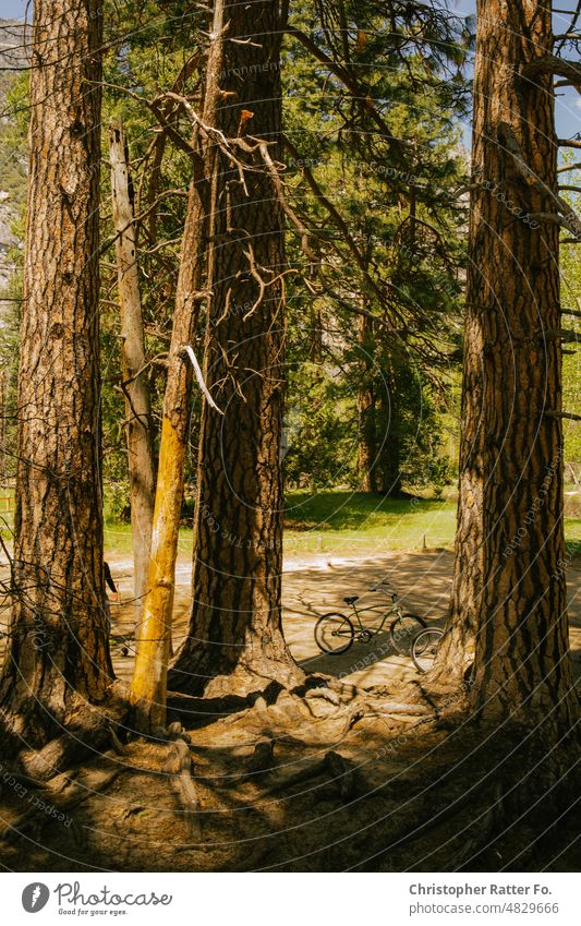 Blick auf Fahrrad und hohe Bäume im Yosemite-Vally. Mai 2022 Sonnenlicht Filmlook Tourismus Wahrzeichen Licht warm Tourist Himmel Textfreiraum Urlaub