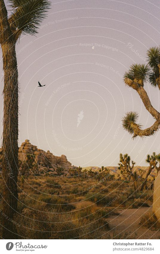 Vogel im Sonnenaufgang über dem Joshua Tree Park, California 2022. Sonnenlicht Filmlook Tourismus Wahrzeichen Dämmerung Licht warm Tourist Himmel Textfreiraum