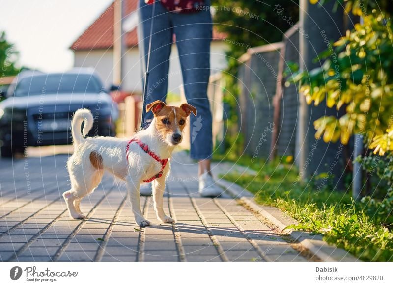 Hundespaziergänge an der Sommerstadtstraße Haustier niedlich Glück Spaziergang Porträt Frau Straße Natur im Freien Person Gras jack russell bezaubernd Terrier