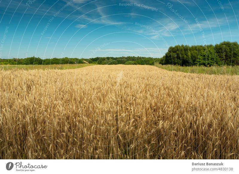 Triticalefeld, grüner Wald und blauer Himmel Feld gelb ländlich Weizen Korn Müsli Ackerbau Natur Landschaft Sommer Hintergrund Pflanze Bauernhof gold Ernte