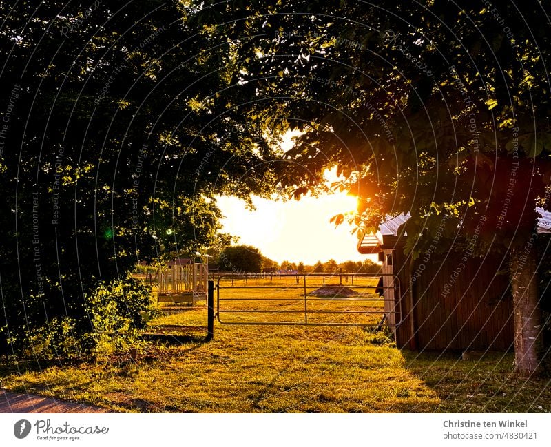 Ruhige Abendstimmung auf dem Land im sonnigen Gegenlicht Abendlicht Sonnenlicht Wiese Bäume Durchblick Zäune Koppel goldenes Licht Gatter Natur Landschaft