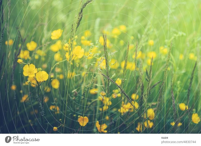 Schwedische Butterblumen Gelb grün Butterblumenwiese Sommer Gras Blumen Natur Blüte Wiese Farbfoto Blumenwiese Blühend Wiesenblume natürlich Pflanze