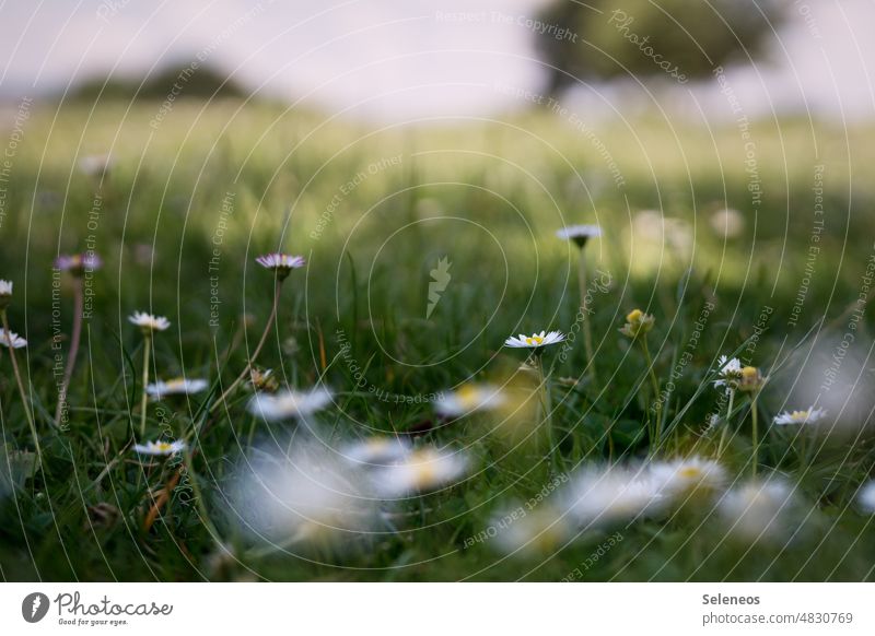 Blumenwiese Wiese Frühling Gänseblümchen Natur Gras grün Sommer weiß Blüte Garten Pflanze Nahaufnahme Blühend Wiesenblume Schwache Tiefenschärfe natürlich