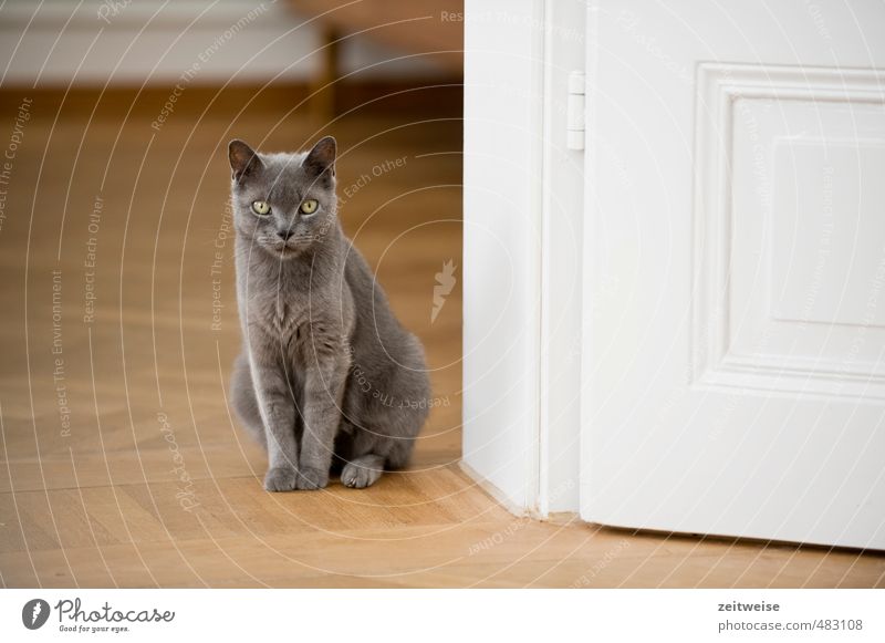 Hier wohne ICH! Tier Haustier Katze Tiergesicht Fell Pfote 1 Holz sitzen elegant schön kuschlig niedlich grau weiß Wachsamkeit Parkett Tür Türschwelle