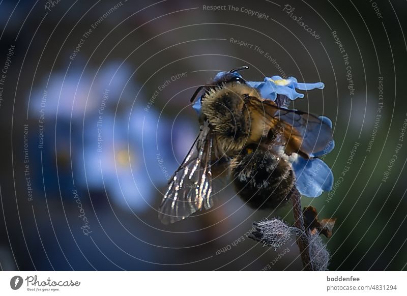 eine Hummel auf Vergissmeinnichtblüten, unscharfer Hintergrund, Low Key Hummel auf Blüte Blume Insekt Natur Nahaufnahme