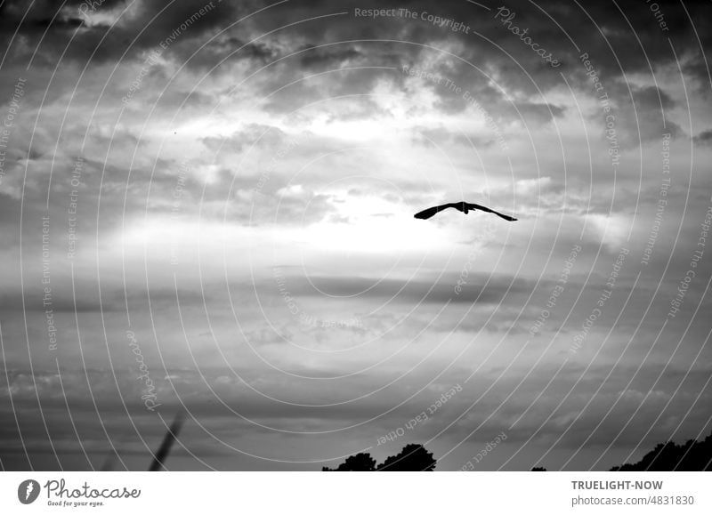 Heimflug - ein Reiher auf dem Weg zu seinem Nachtquartier während bei bewölktem Himmel allmählich die Dämmerung einsetzt Abendstimmung Wolken schwarz-weiß Flug