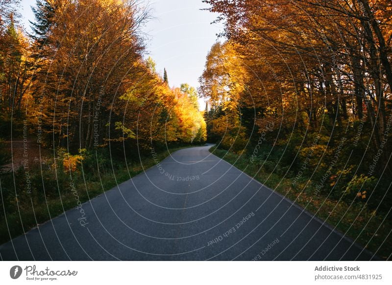 Leere Asphaltstraße im Herbstwald Wald Straße nass Fahrbahn fallen Blatt Saison bedeckt Wälder Weg Laubwerk Baum Natur Route malerisch tagsüber trist ruhig