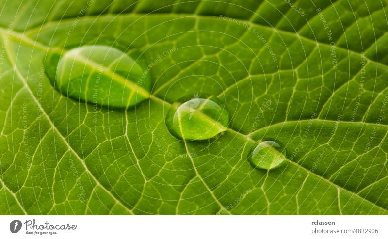 Wassertropfen auf einem Blatt Venen Baum Schot Oberfläche des Blattes Botanik grün Hintergrund Natur Netzwerk Ökologie Pflanze Photosynthese Sommer Struktur