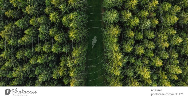 Straße im Wald Luftaufnahme Antenne Ansicht grün Dröhnen Holz flächenhaft Vogelauge fliegen durchkreuzen Landschaft Hintergrund oben Auge Foto Weg Sommer Natur