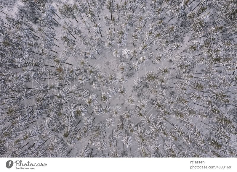 Luftaufnahme vom Gipfel verschneiter Bergkiefern mitten im Winter Antenne Wald Ansicht Schnee Berge u. Gebirge Baum Fichte kalt Dröhnen Tapete Wetter