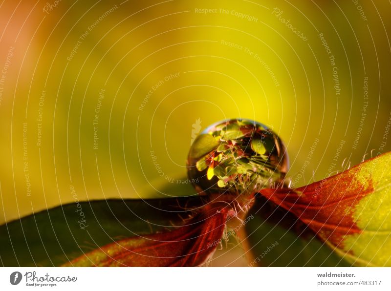 Glücksklee Pflanze Wassertropfen Blatt Wärme grün rot Geborgenheit Romantik Hoffnung Farbfoto Innenaufnahme Menschenleer Textfreiraum oben Kunstlicht Unschärfe