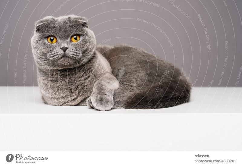 Scottish Fold oder Britisch-Kurzhaar-Katze sitzt auf einem weißen Tisch und schaut in die Kamera junges Haustier Britisch Kurzhaar Glück weißer Hintergrund grau