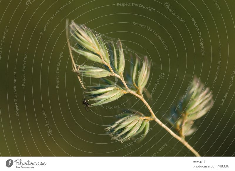 Gefangen im Netz... Spinne Gras Natur