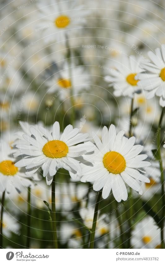 Margeriten margeriten Margeritenwiese Margeritenblüte Natur Blume Blüte Pflanze weiß gelb Wiese Blühend Blumen Blumenwiese