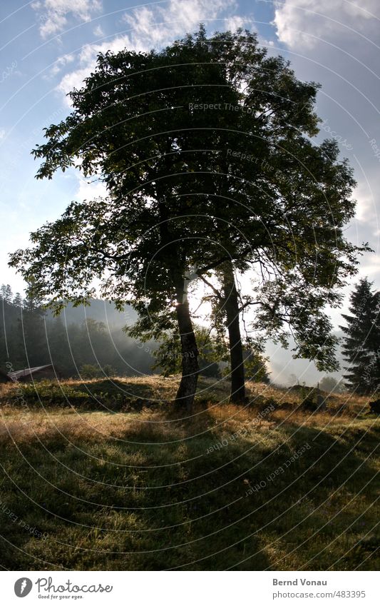 Zusammen Umwelt Natur Landschaft Sommer Baum Wiese Wald Berge u. Gebirge authentisch natürlich schön blau grau grün schwarz weiß Gefühle Stimmung ruhig Idylle